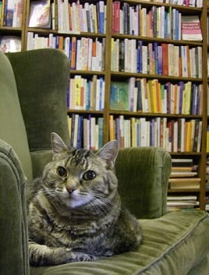 گربه کتابخوان.سایت نوجوان ها (1)